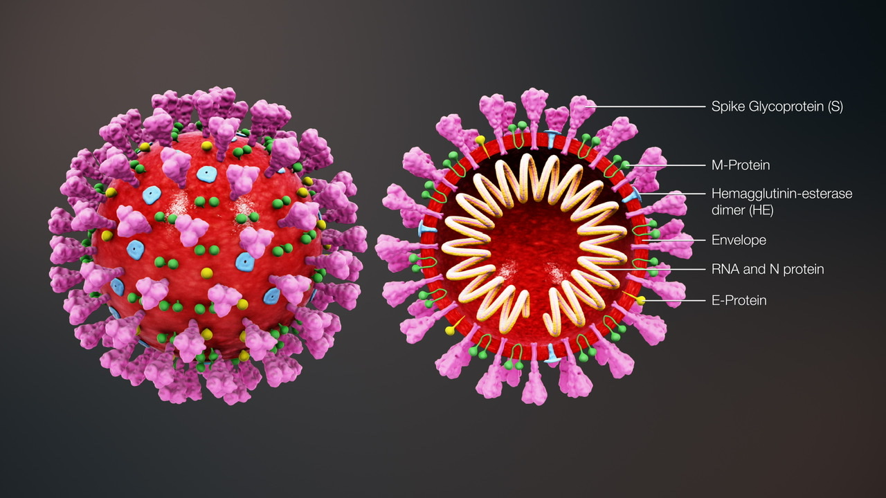 3D animasjon av strukturen til et koronavirus. Kilde: Scientific Animation / Wiki Commons