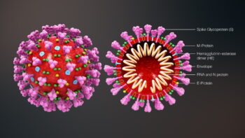3D animasjon av strukturen til et koronavirus. Kilde: Scientific Animation / Wiki Commons